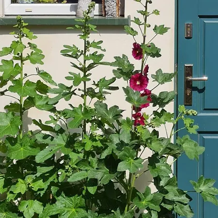 农家乐 Daniel Owo *