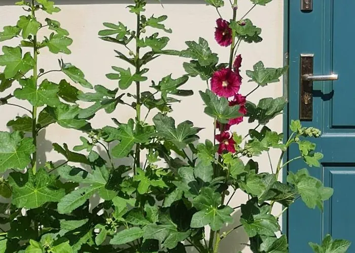 农家乐 Daniel Owo *